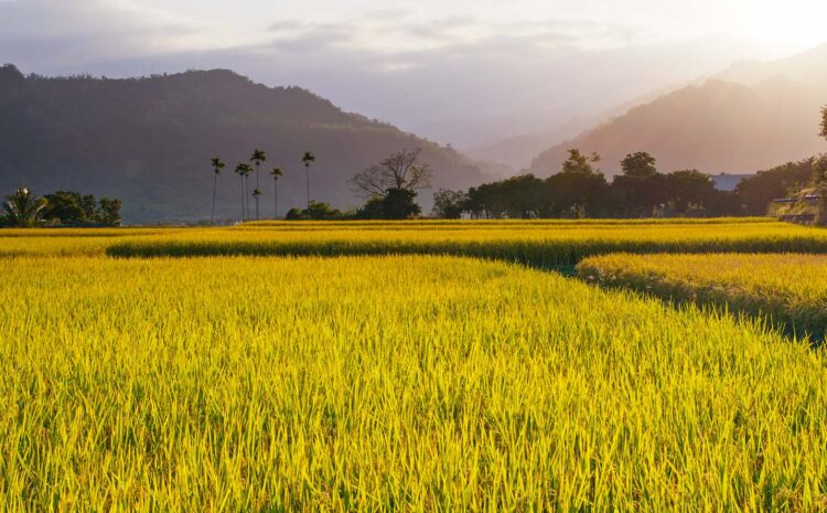  Agricultura asegura que el consumo de arroz está garantizado en la RD.